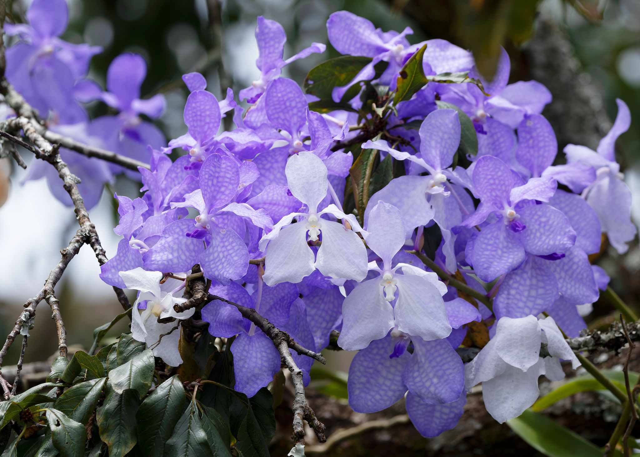 Vanda coerulea