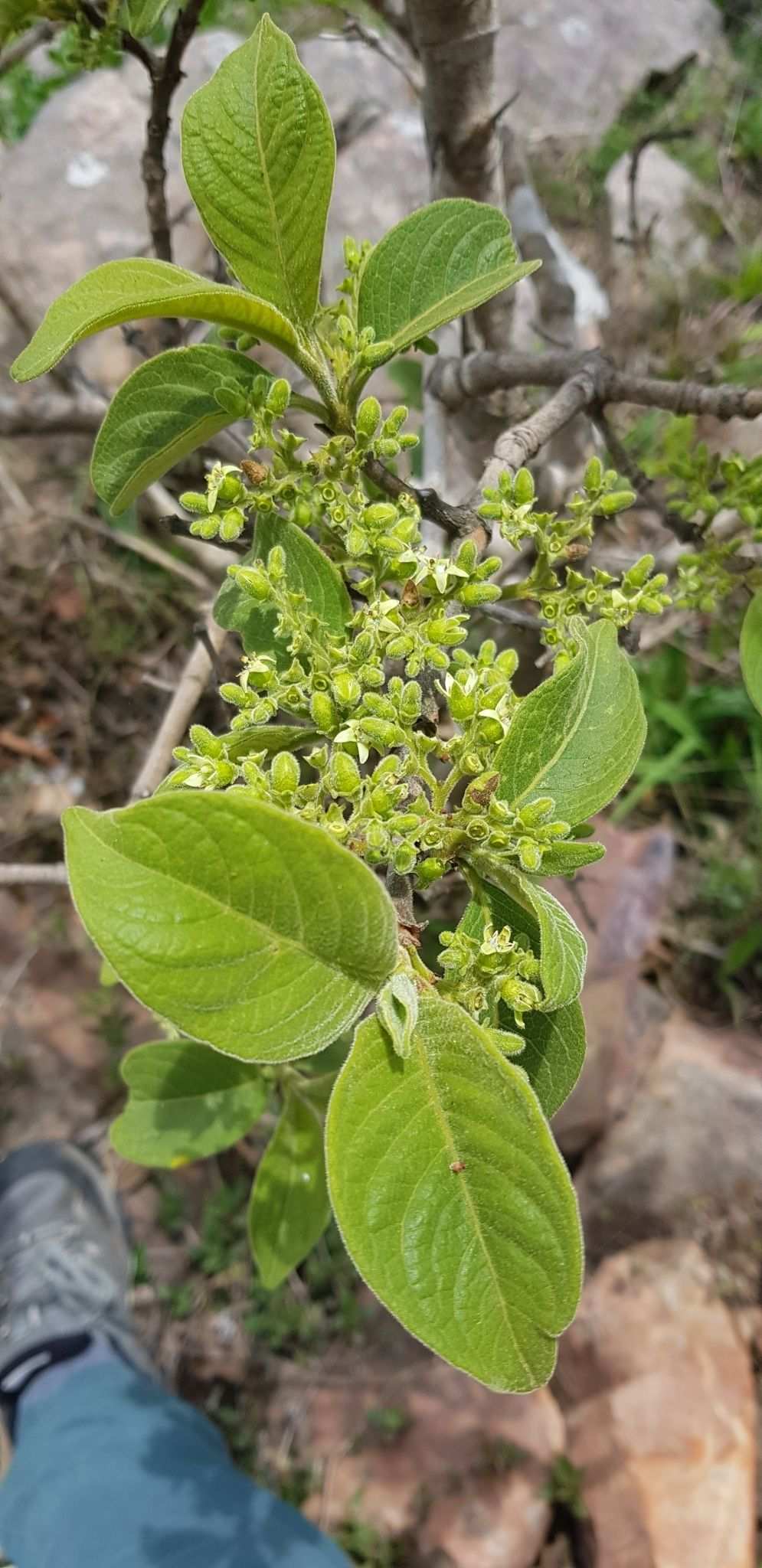 Vangueria infausta