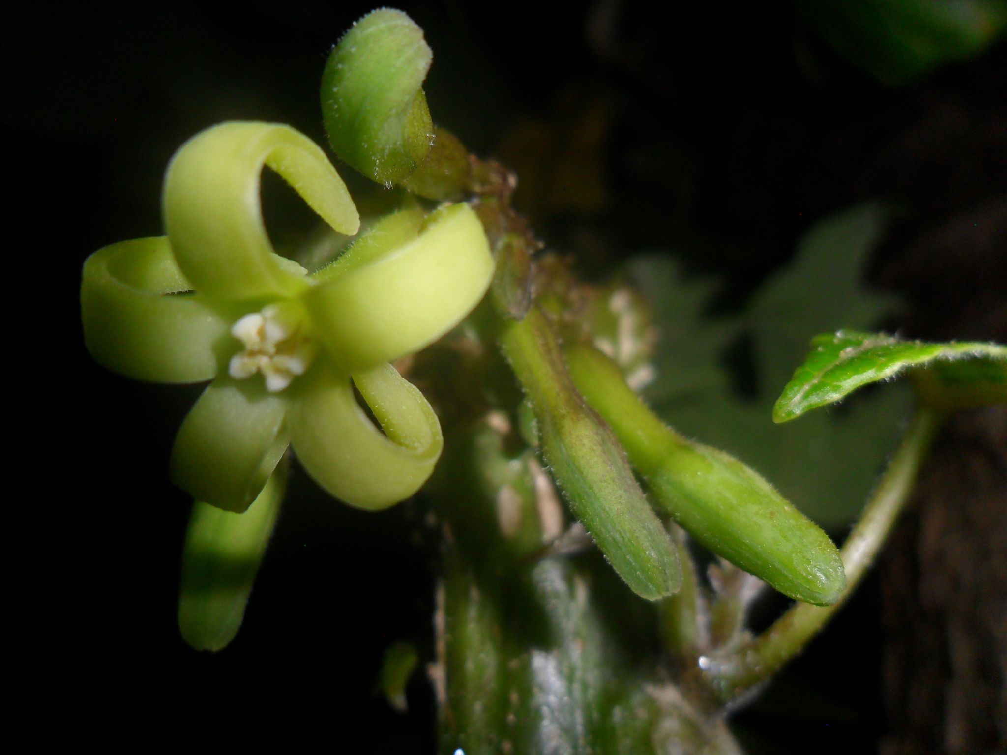 Vasconcellea cundinamarcensis