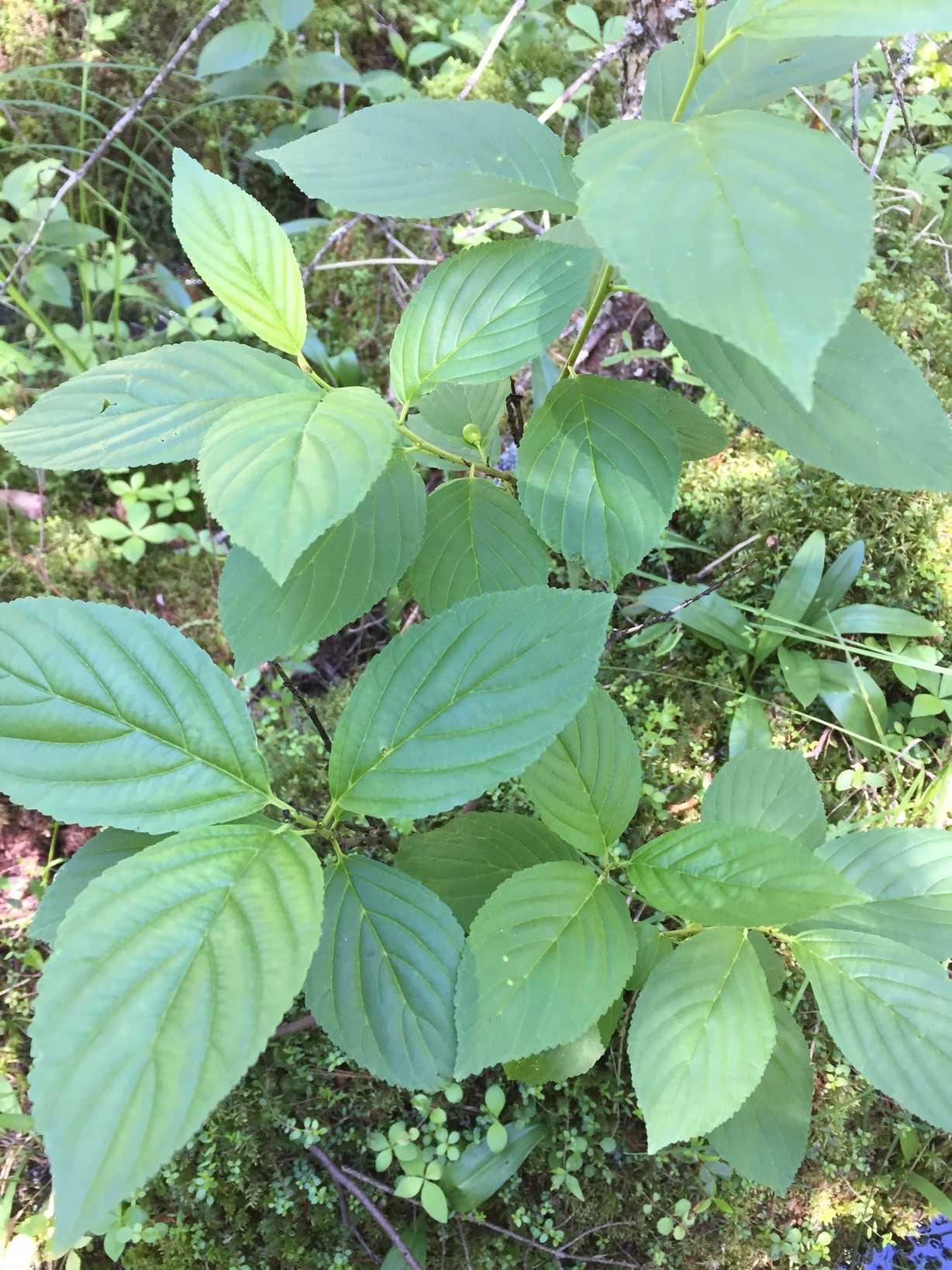 Ventia alnifolia