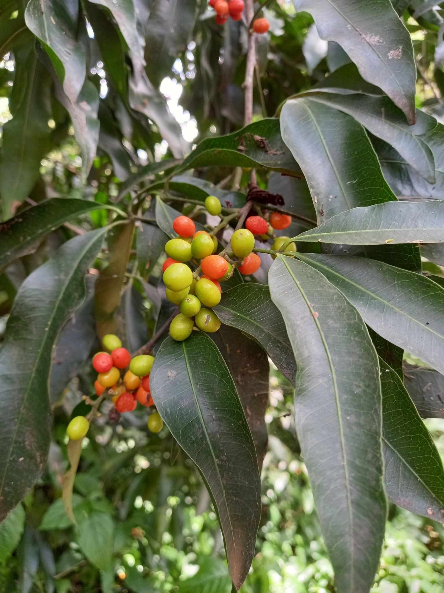 Vepris nobilis