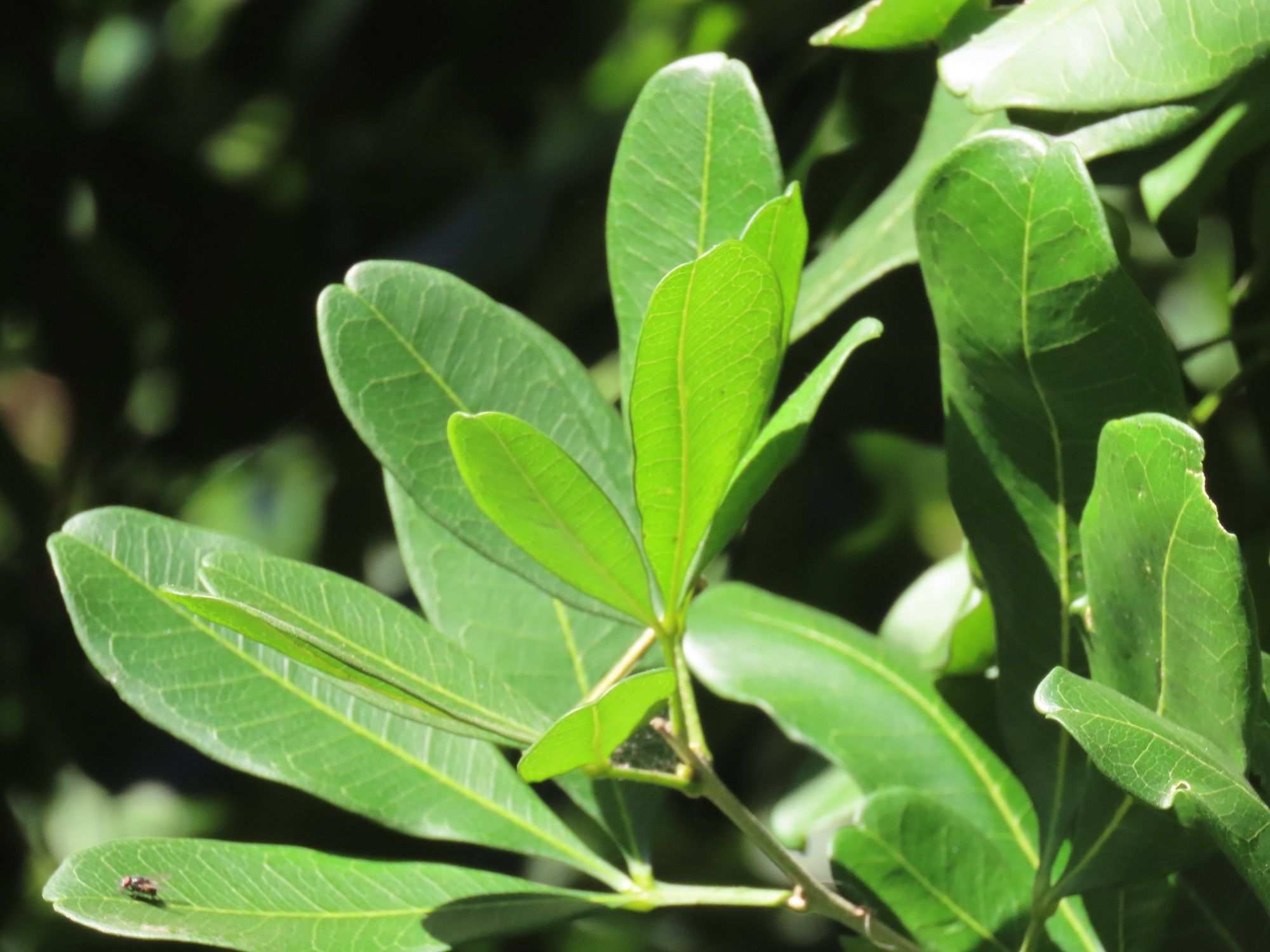 Vepris trichocarpa