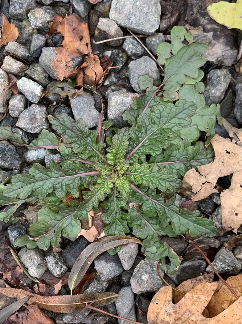 Verbascum blattaria