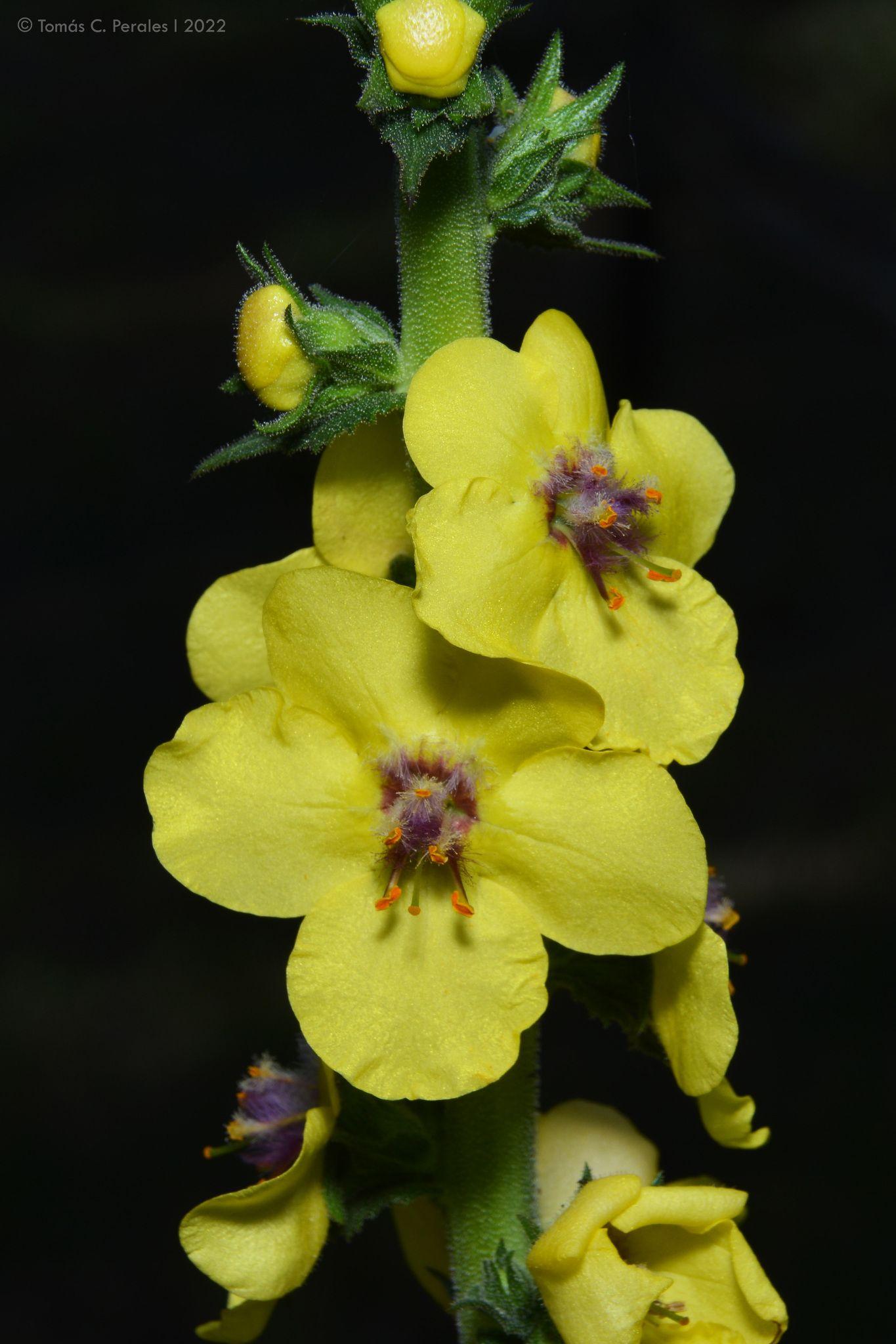 Verbascum virgatum