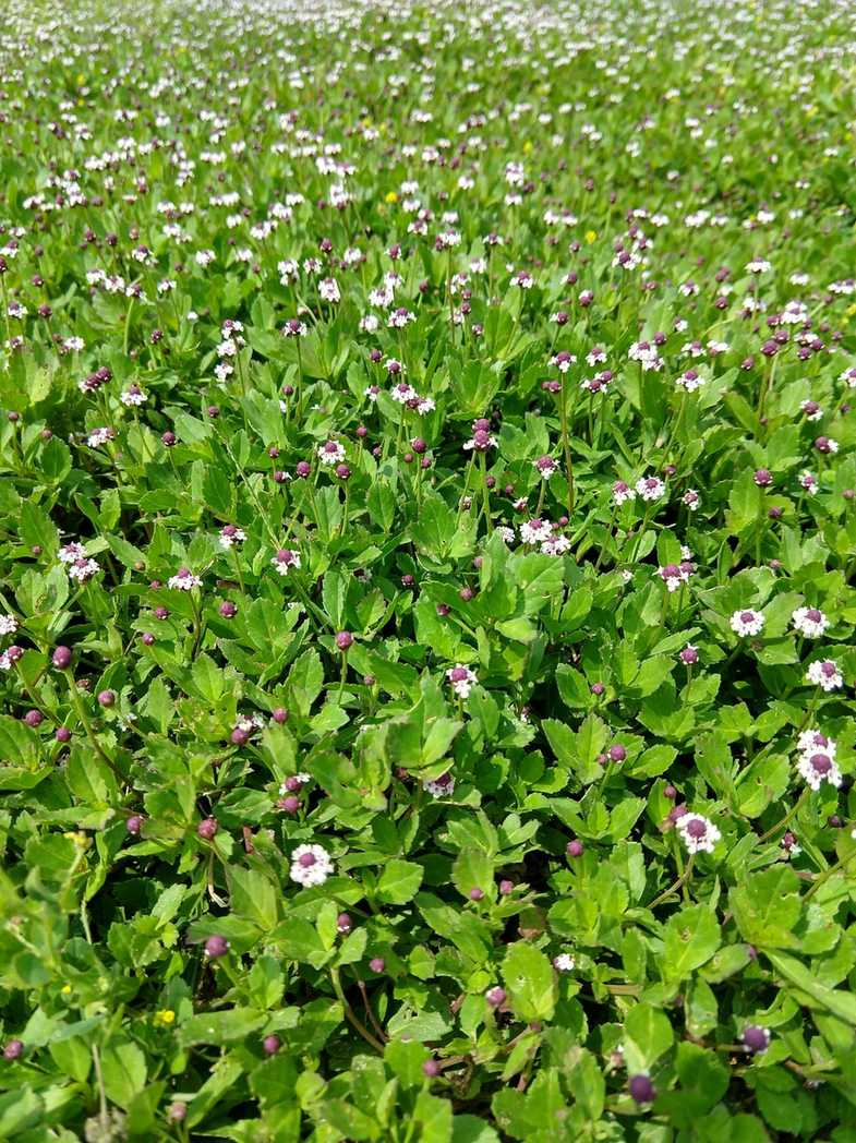 Verbena