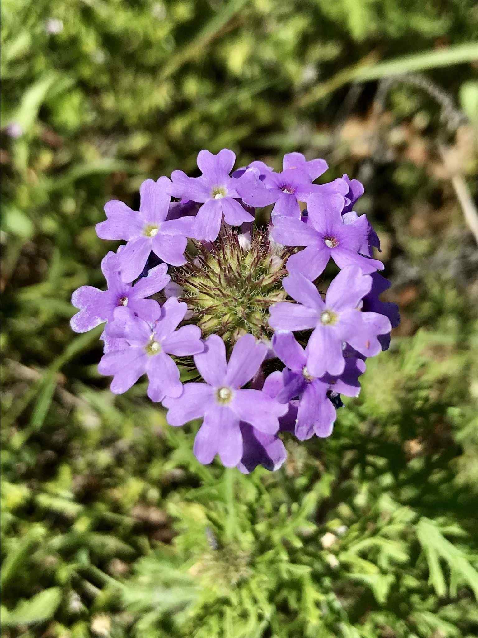 Verbena bipinnatifida