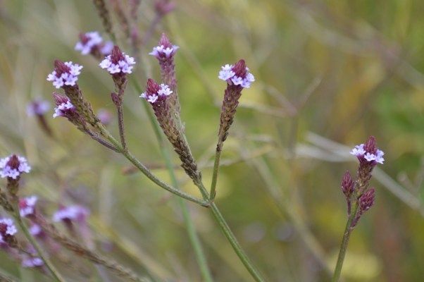 Verbena brasiliensis