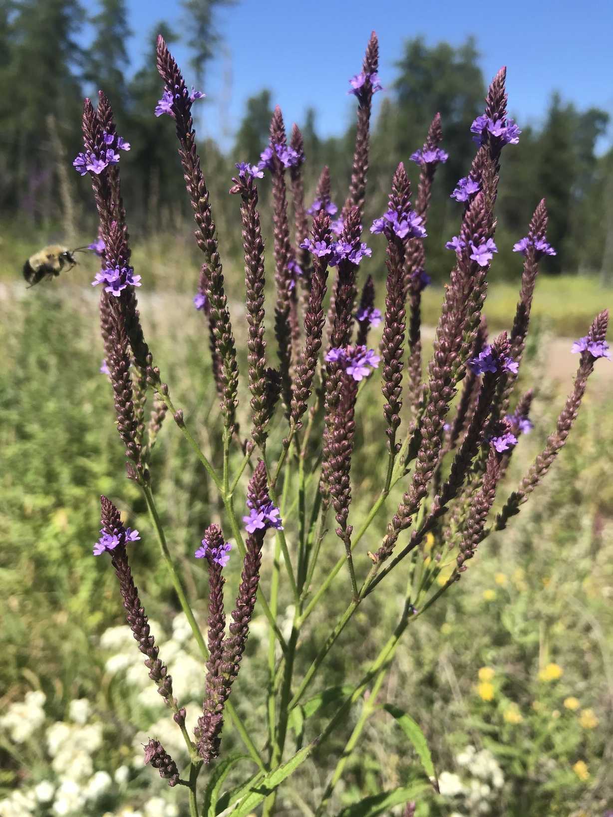 Verbena hastata