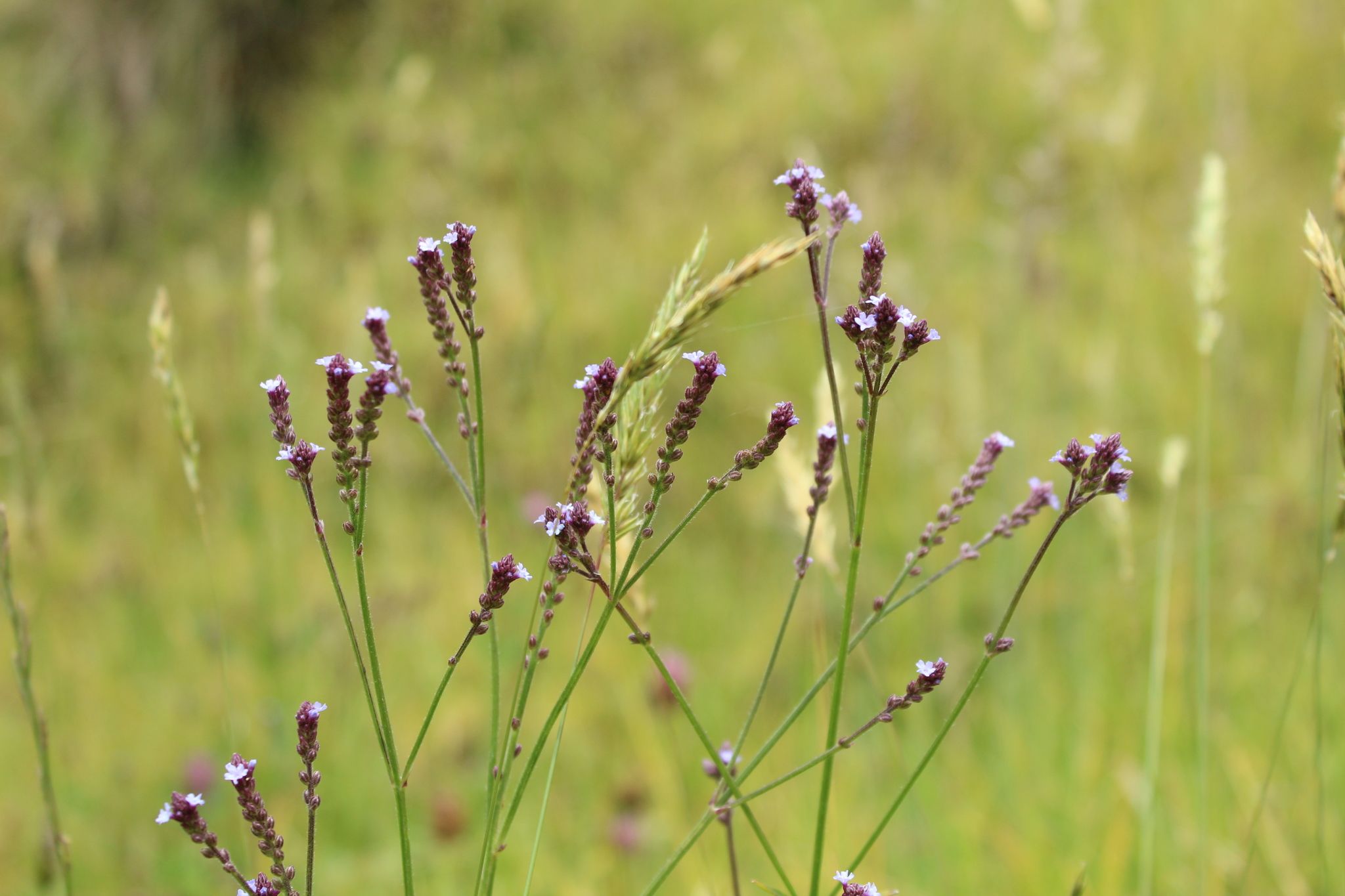 Verbena litoralis