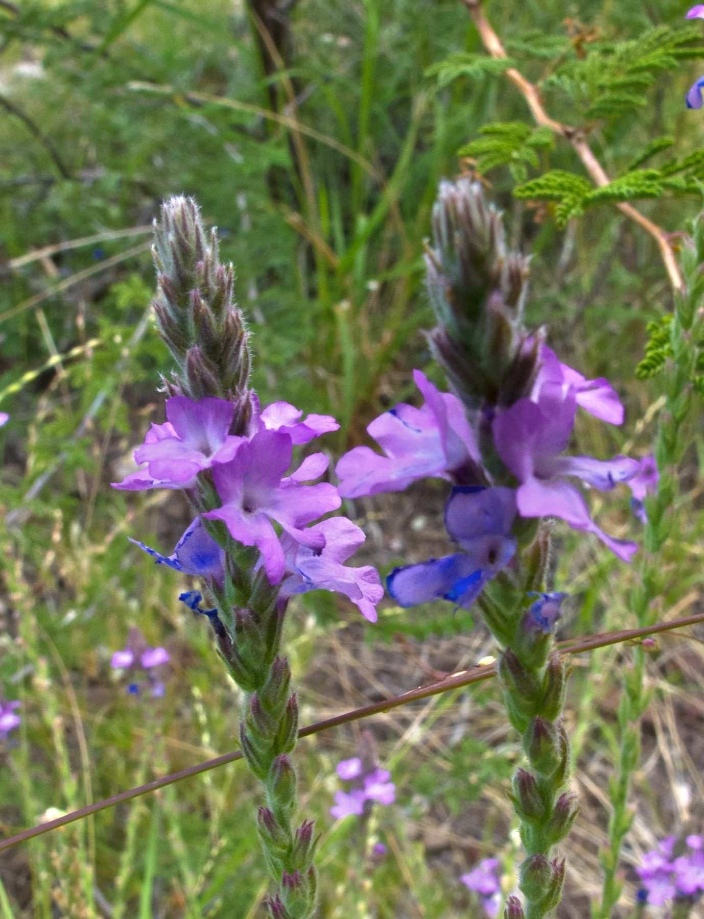 Verbena neomexicana