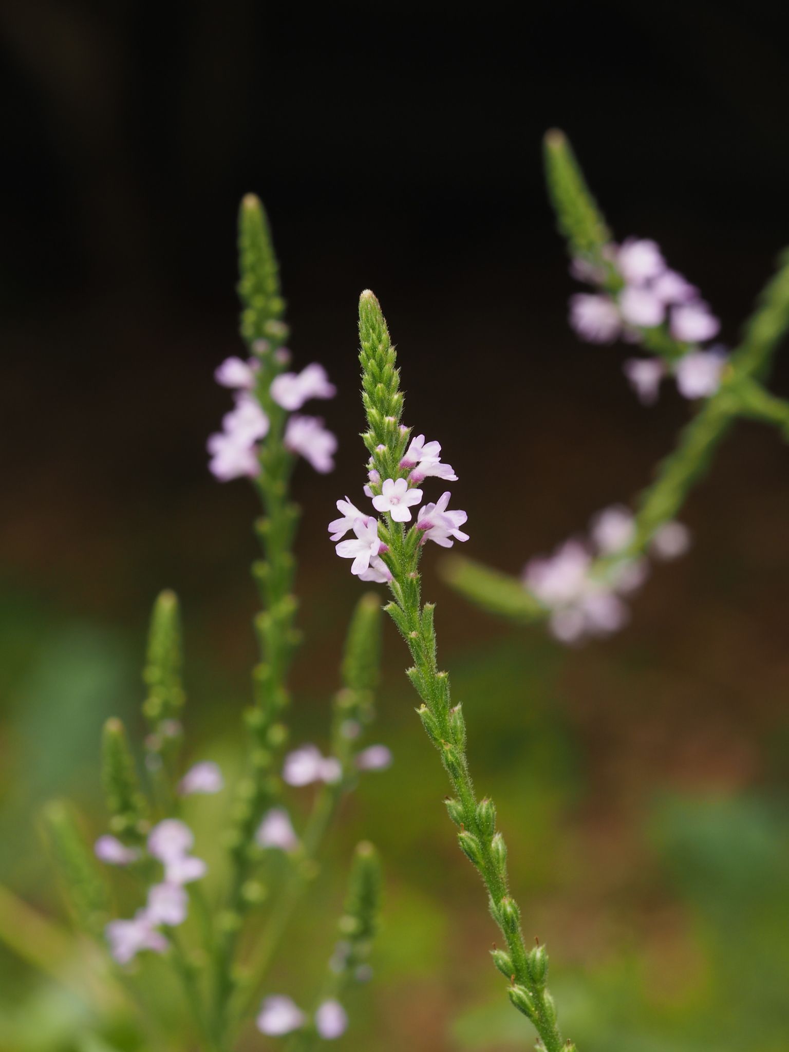 Verbena officinalis