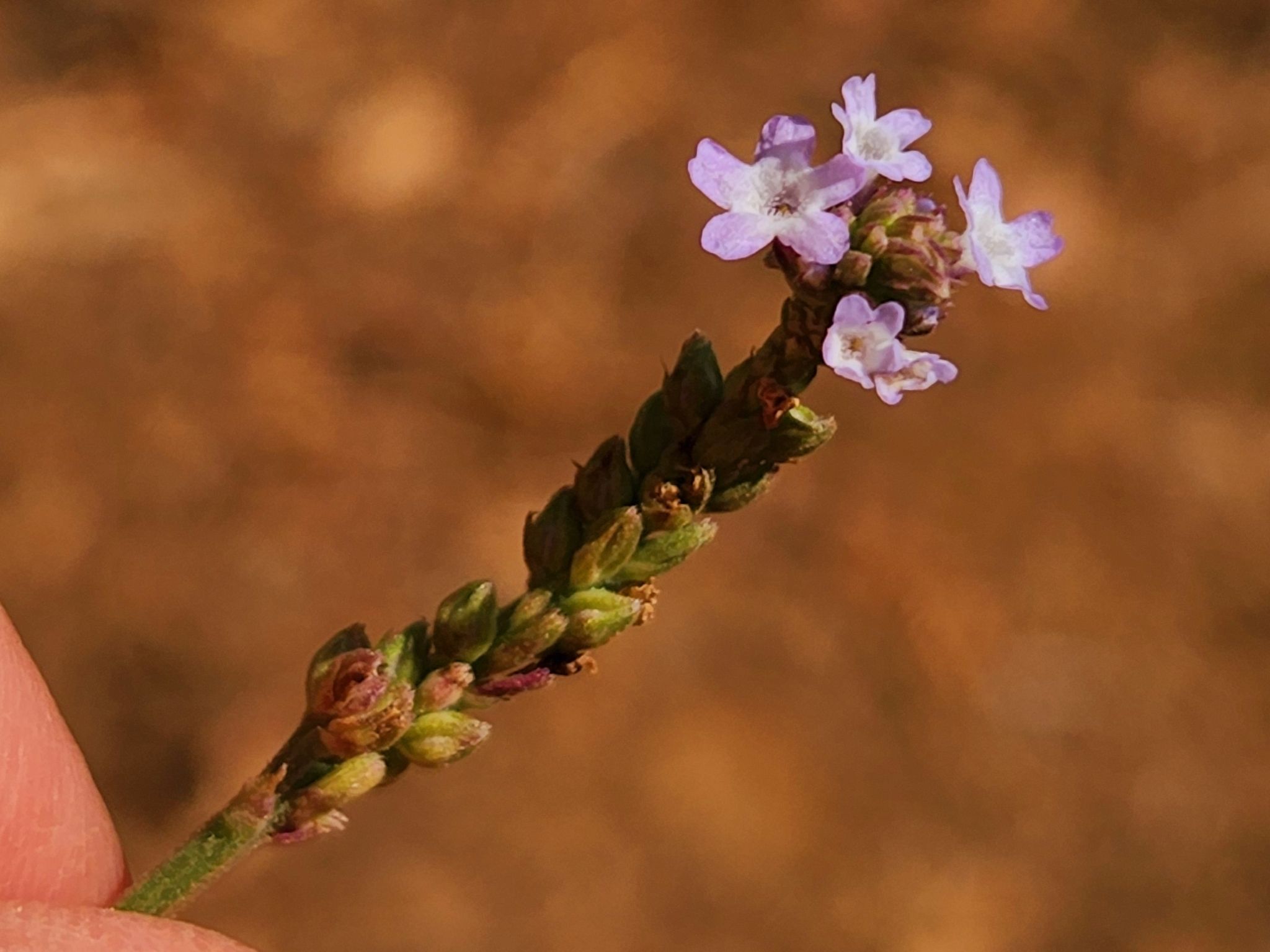Verbena sp.