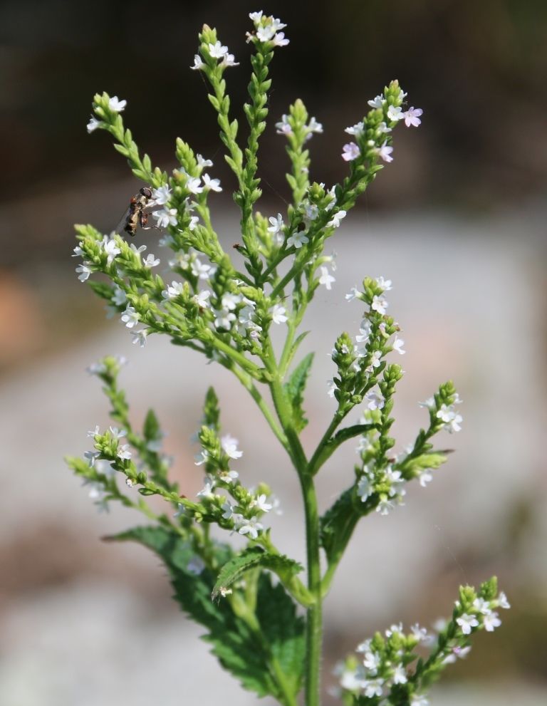 Verbena urticifolia