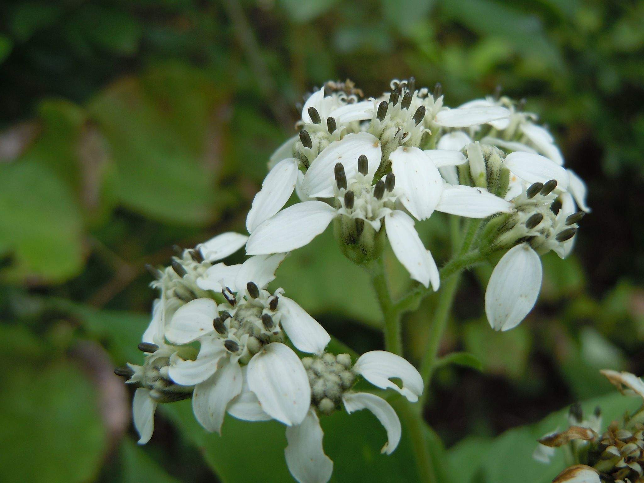 Verbesina virginica