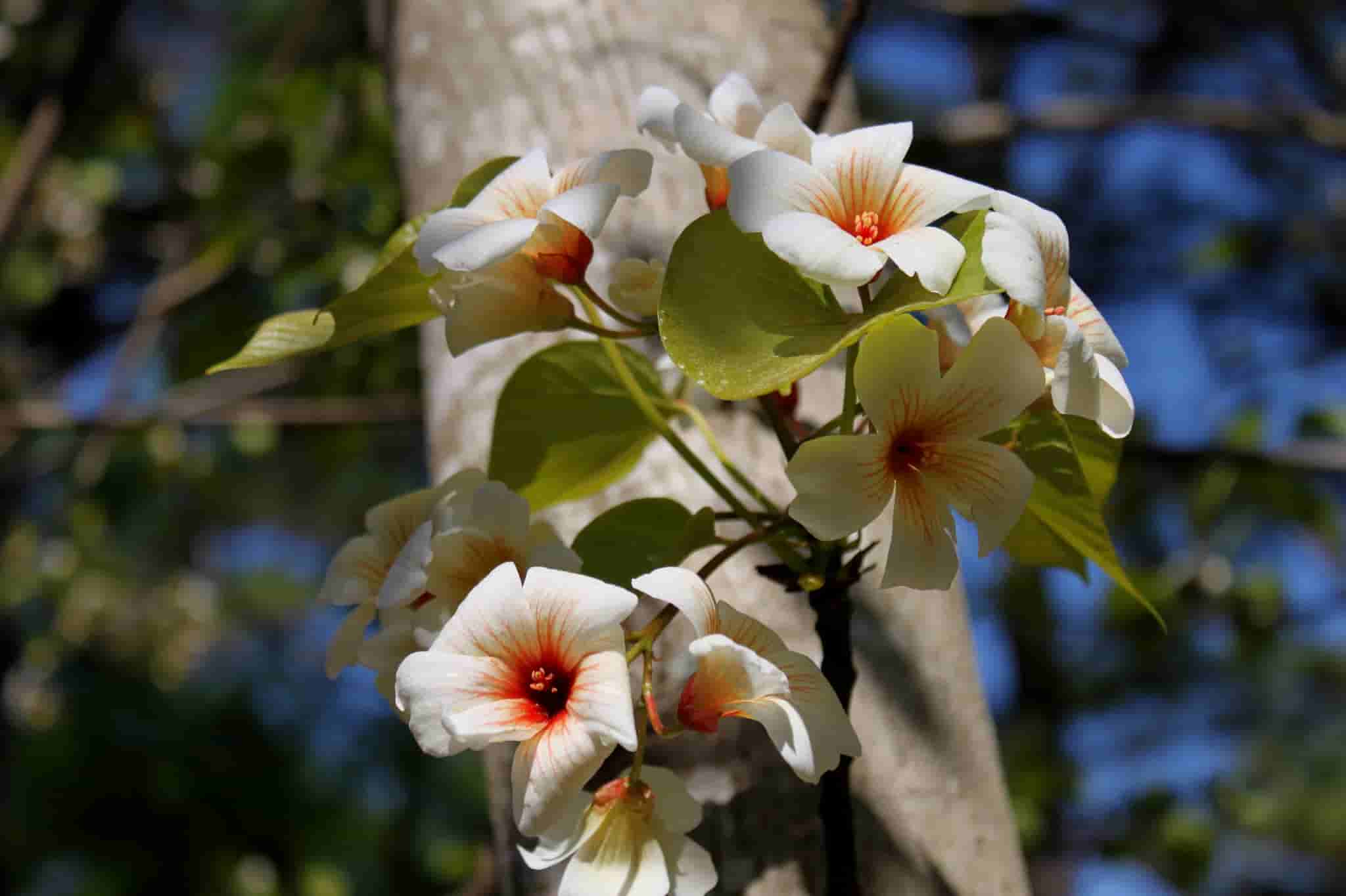 Vernicia fordii