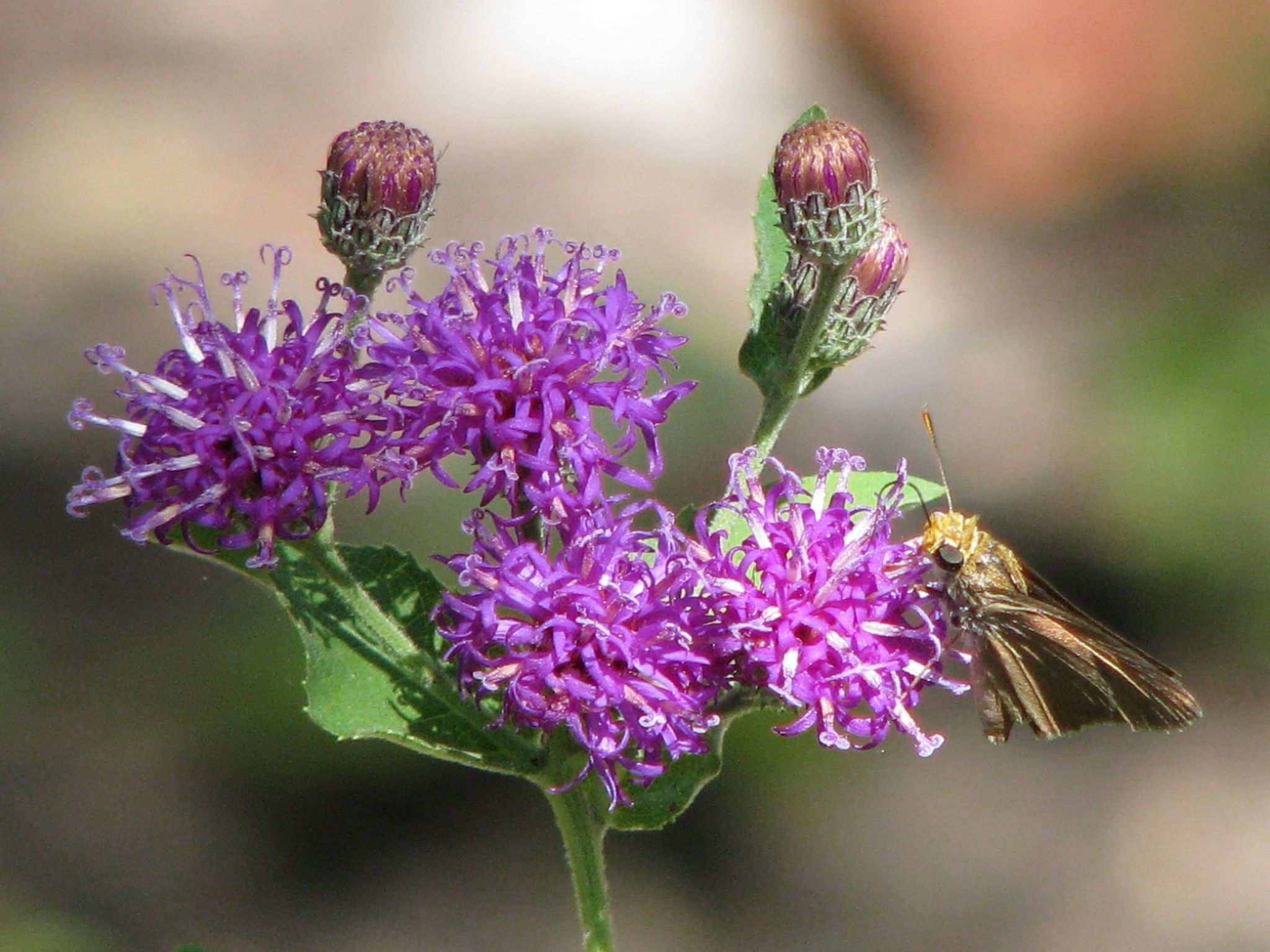 Vernonia baldwinii
