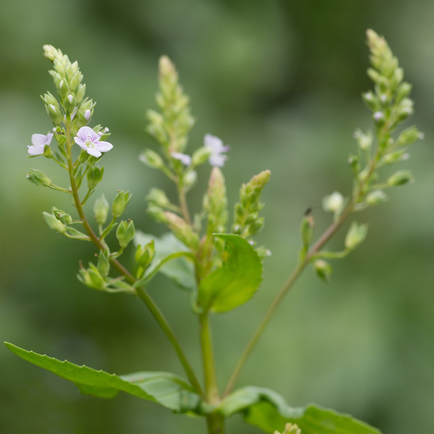 Veronica anagallis-aquatica