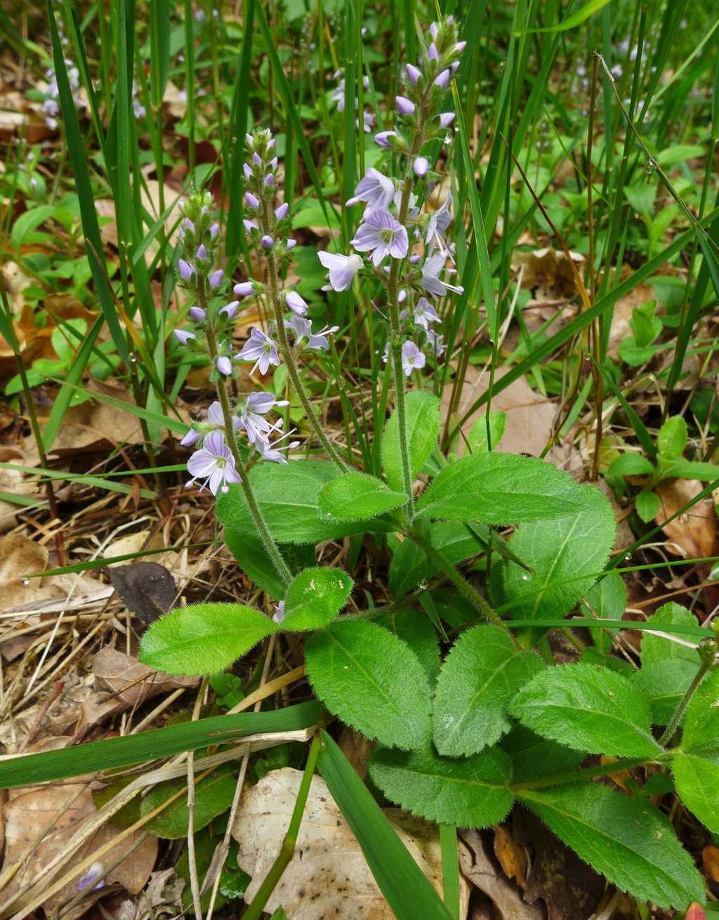 Veronica officinalis