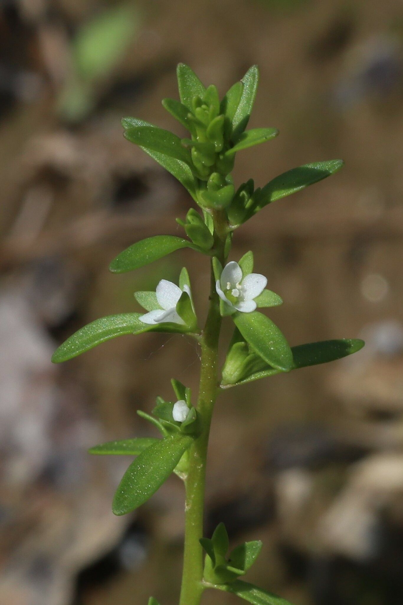 Veronica peregrina