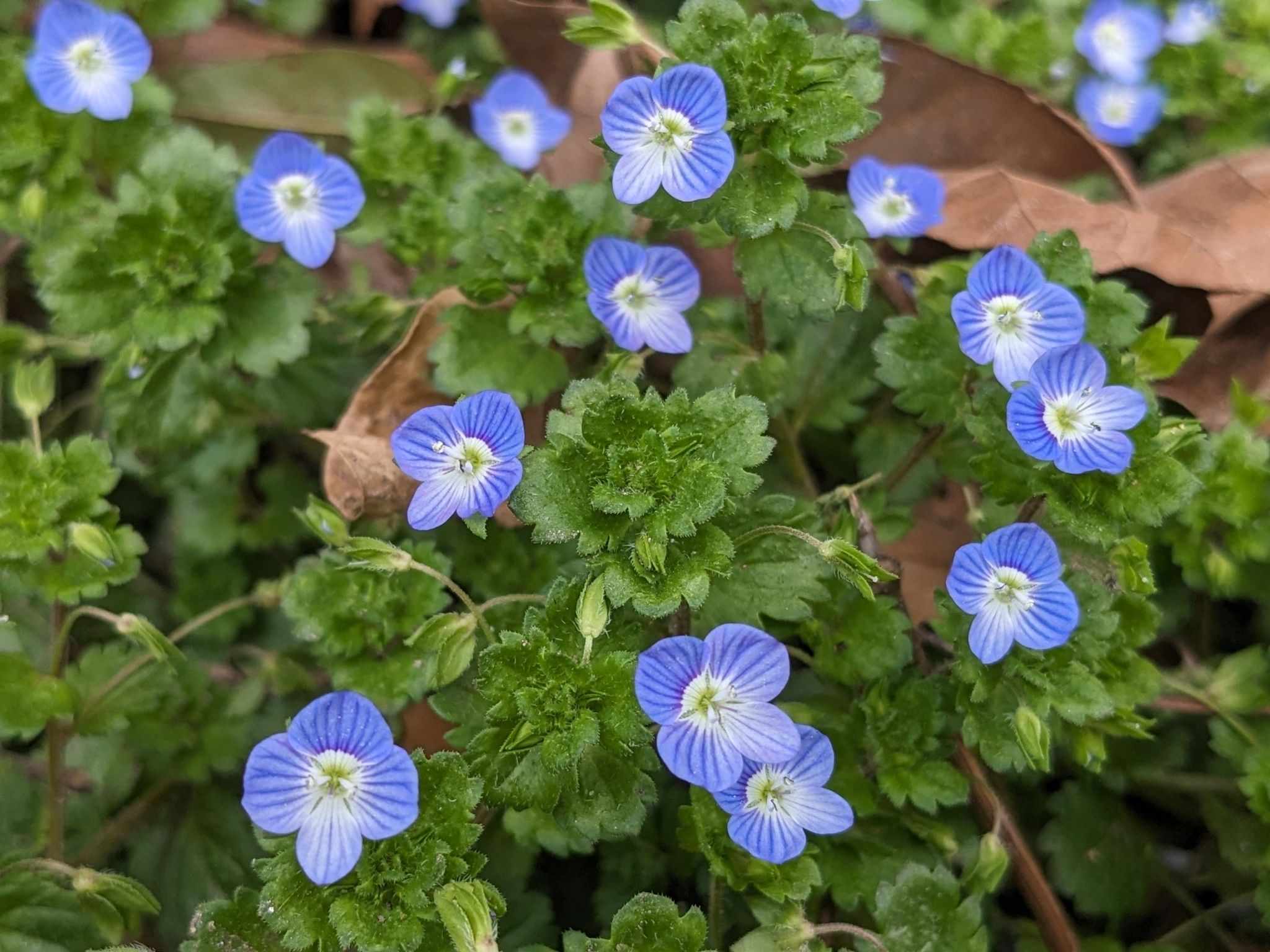 Veronica persica
