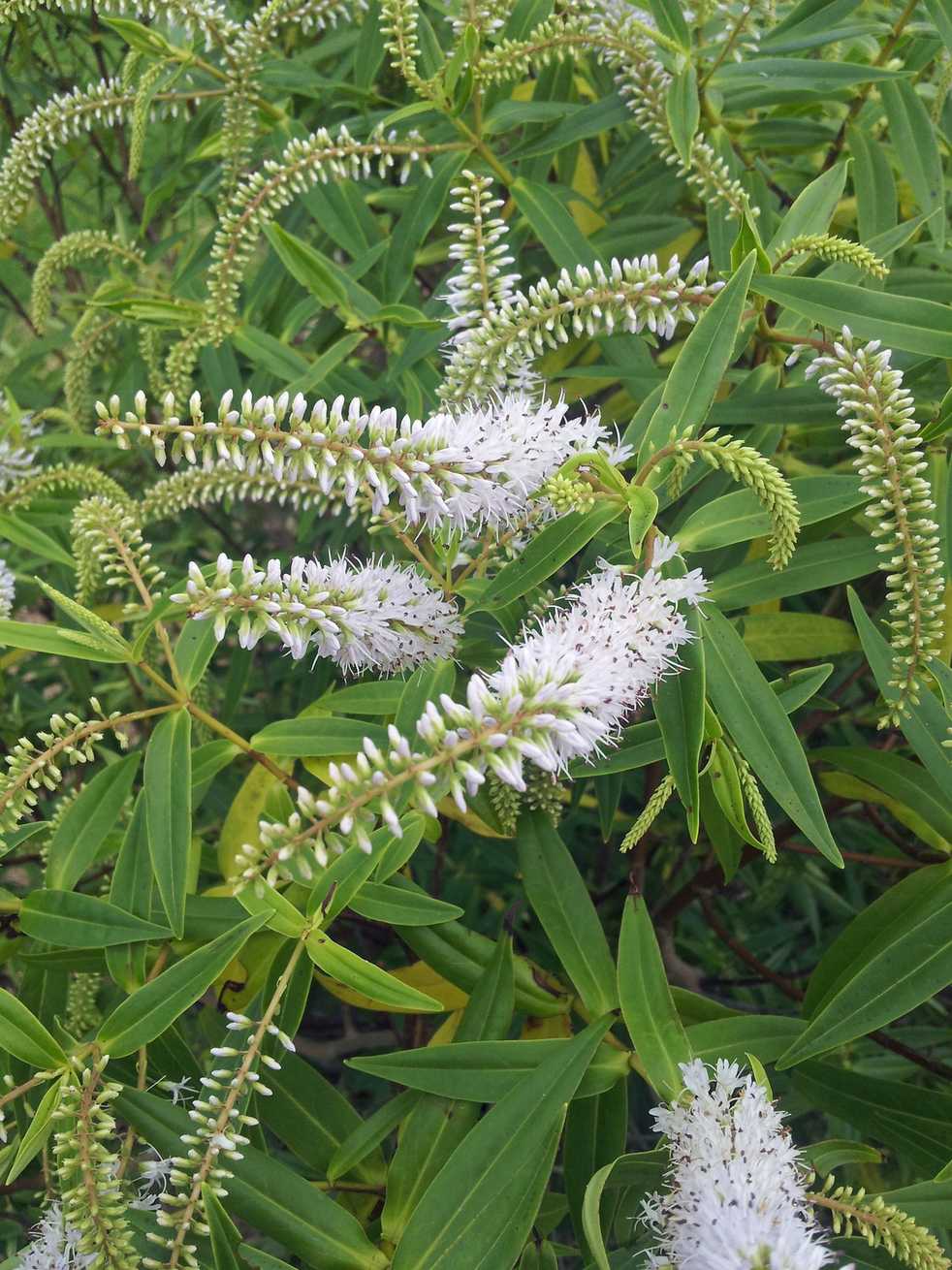 Veronica salicifolia