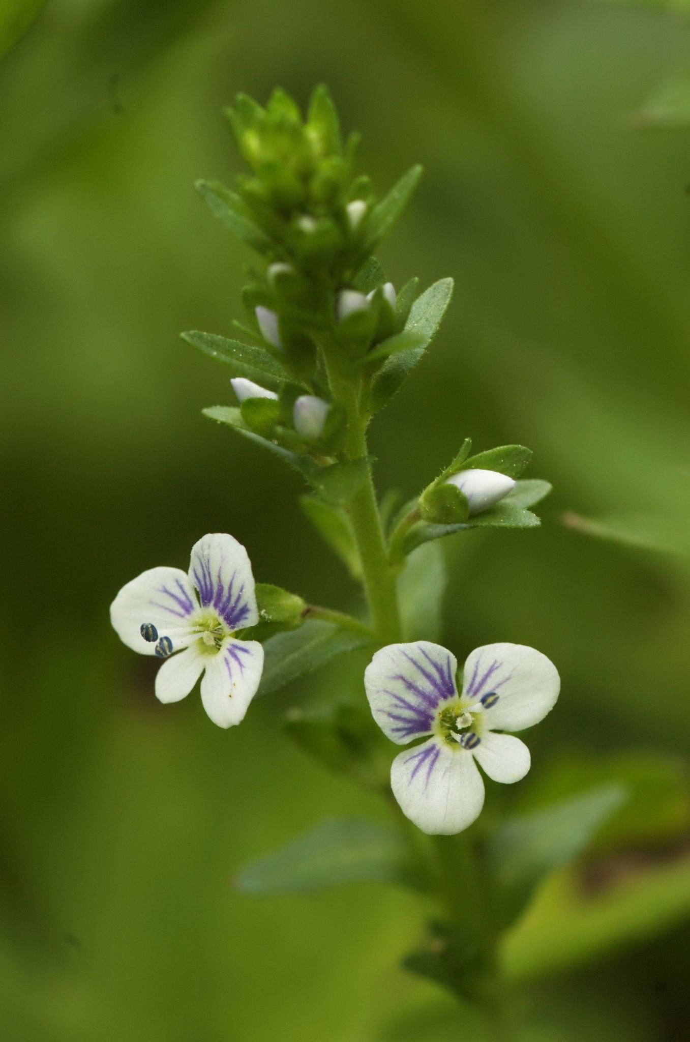 Veronica serpyllifolia