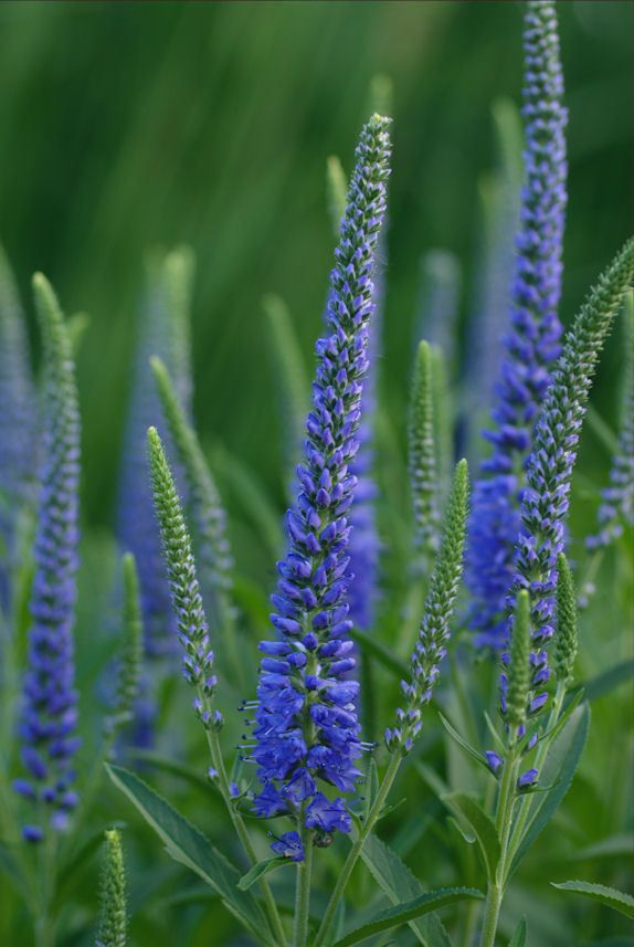 Veronica spicata