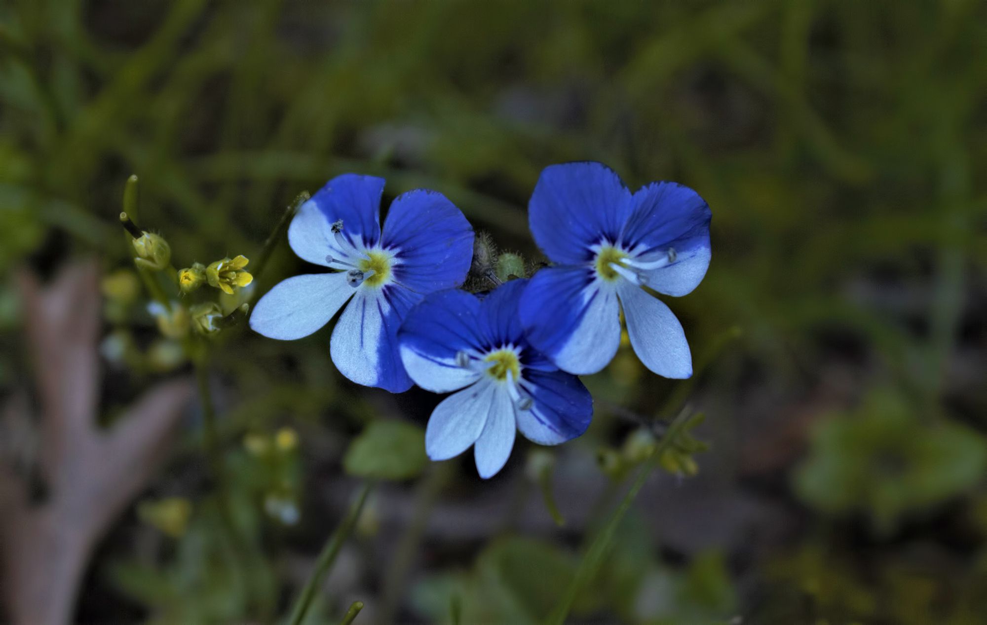 Veronica syriaca