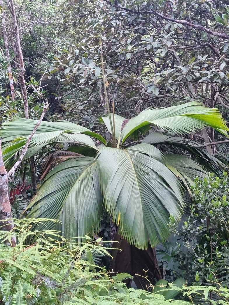 Verschaffeltia splendida