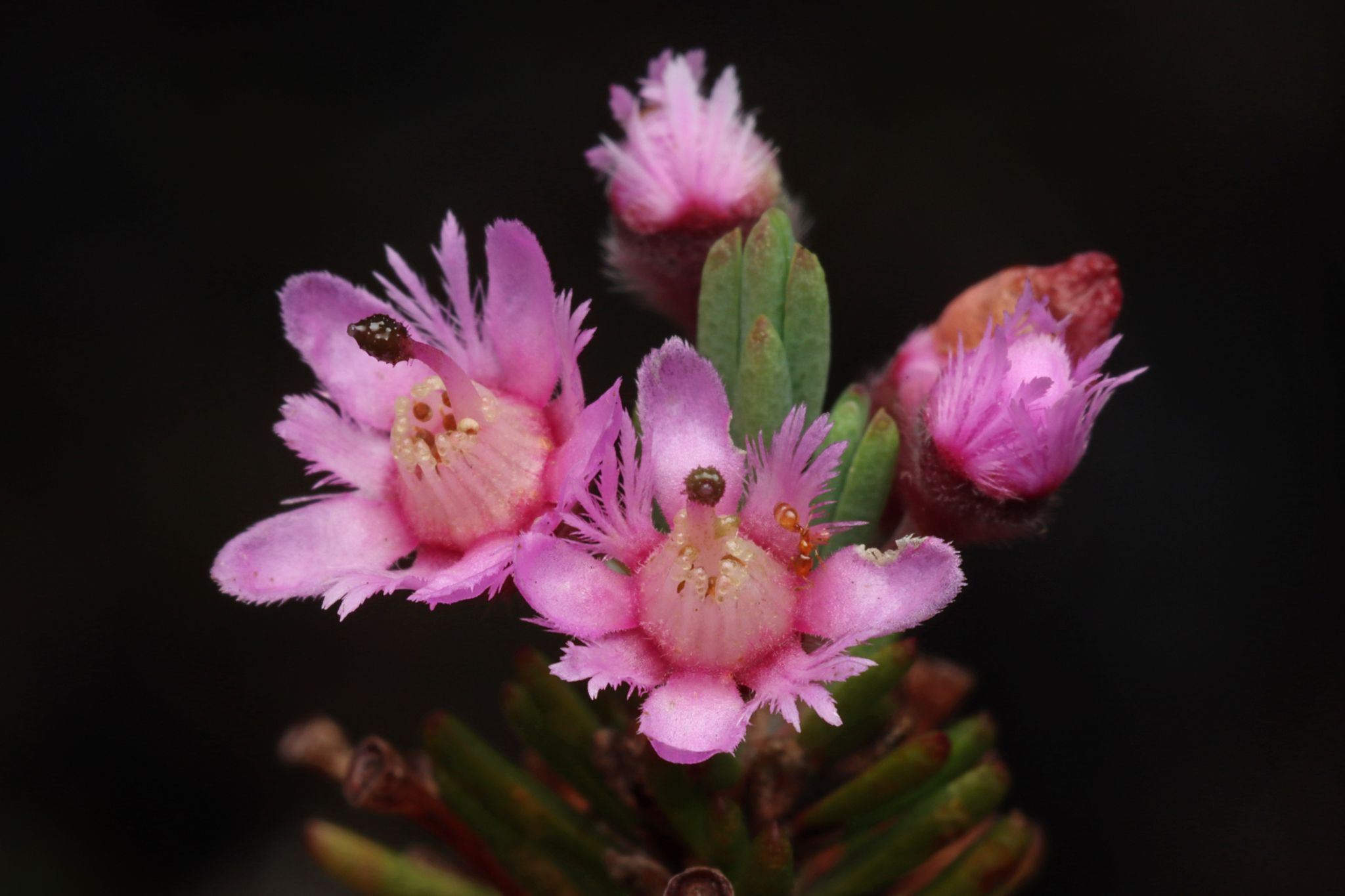 Verticordia plumosa