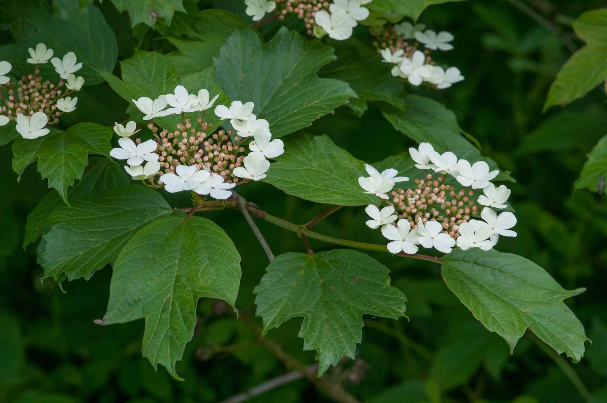 Viburnum