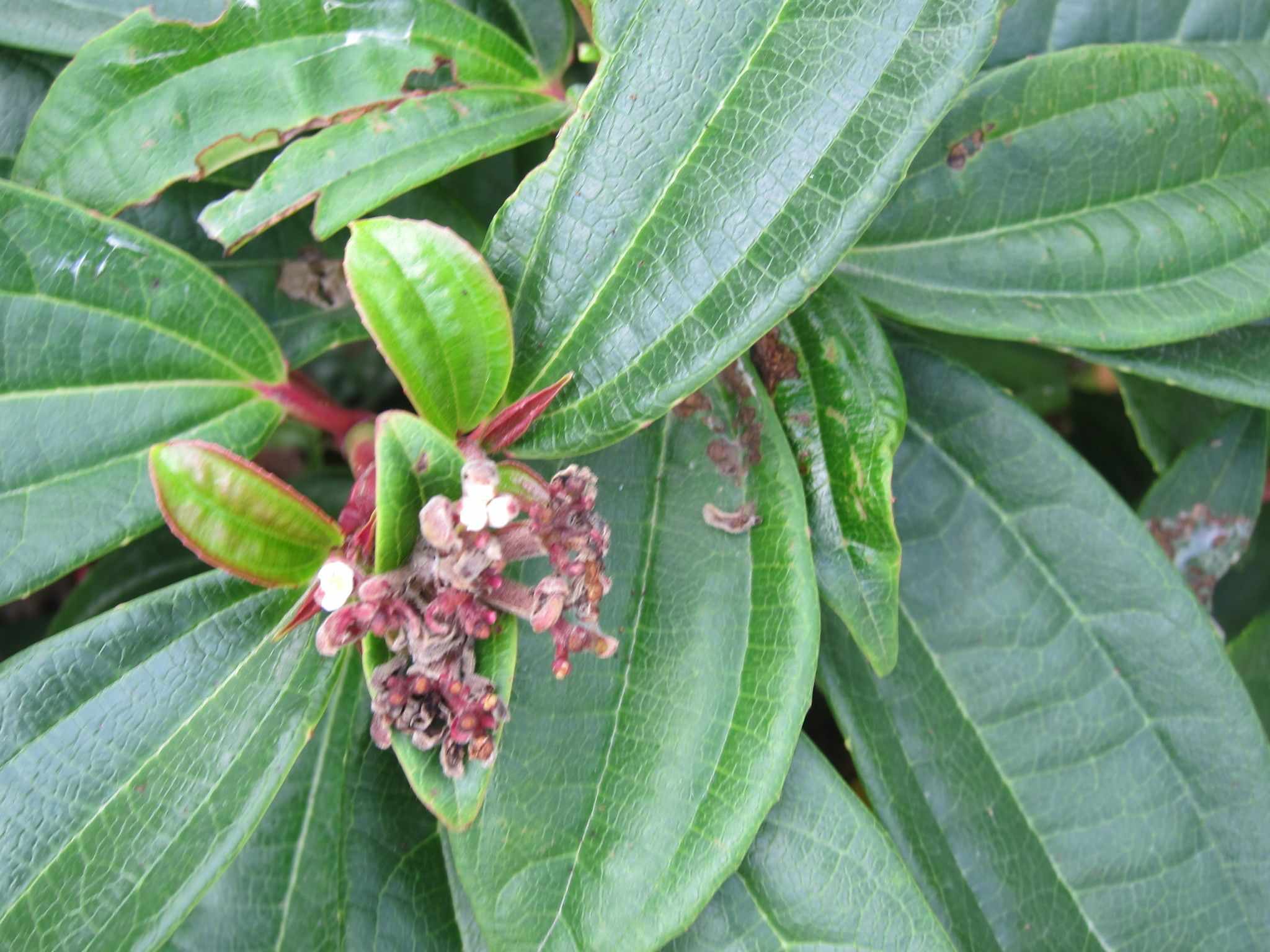 Viburnum davidii