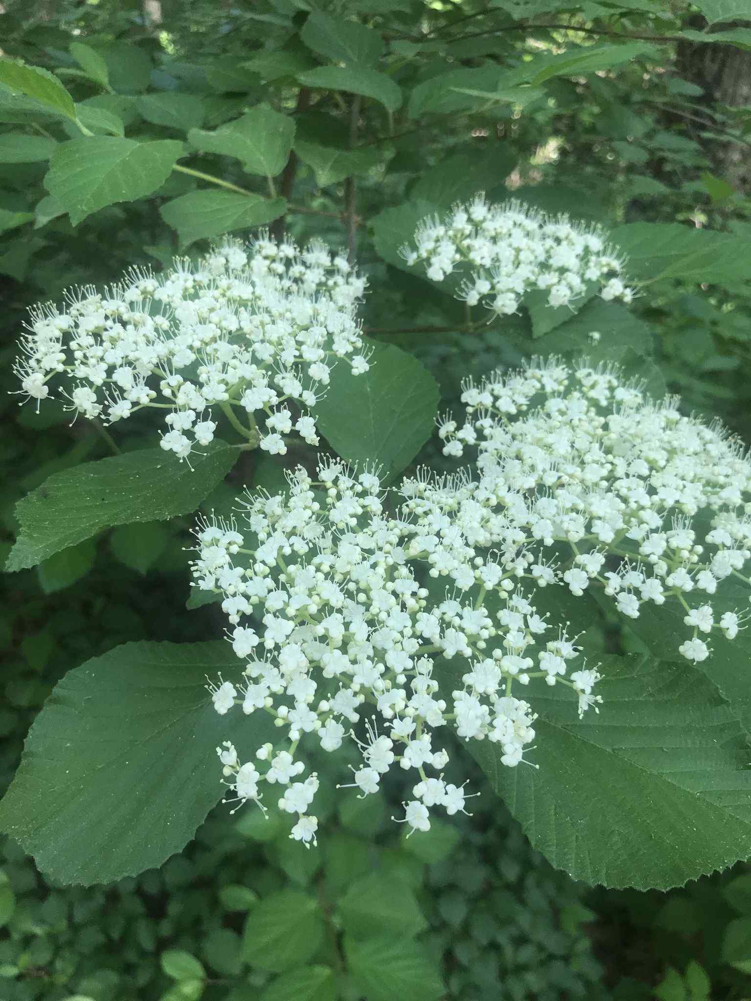 Viburnum dilatatum