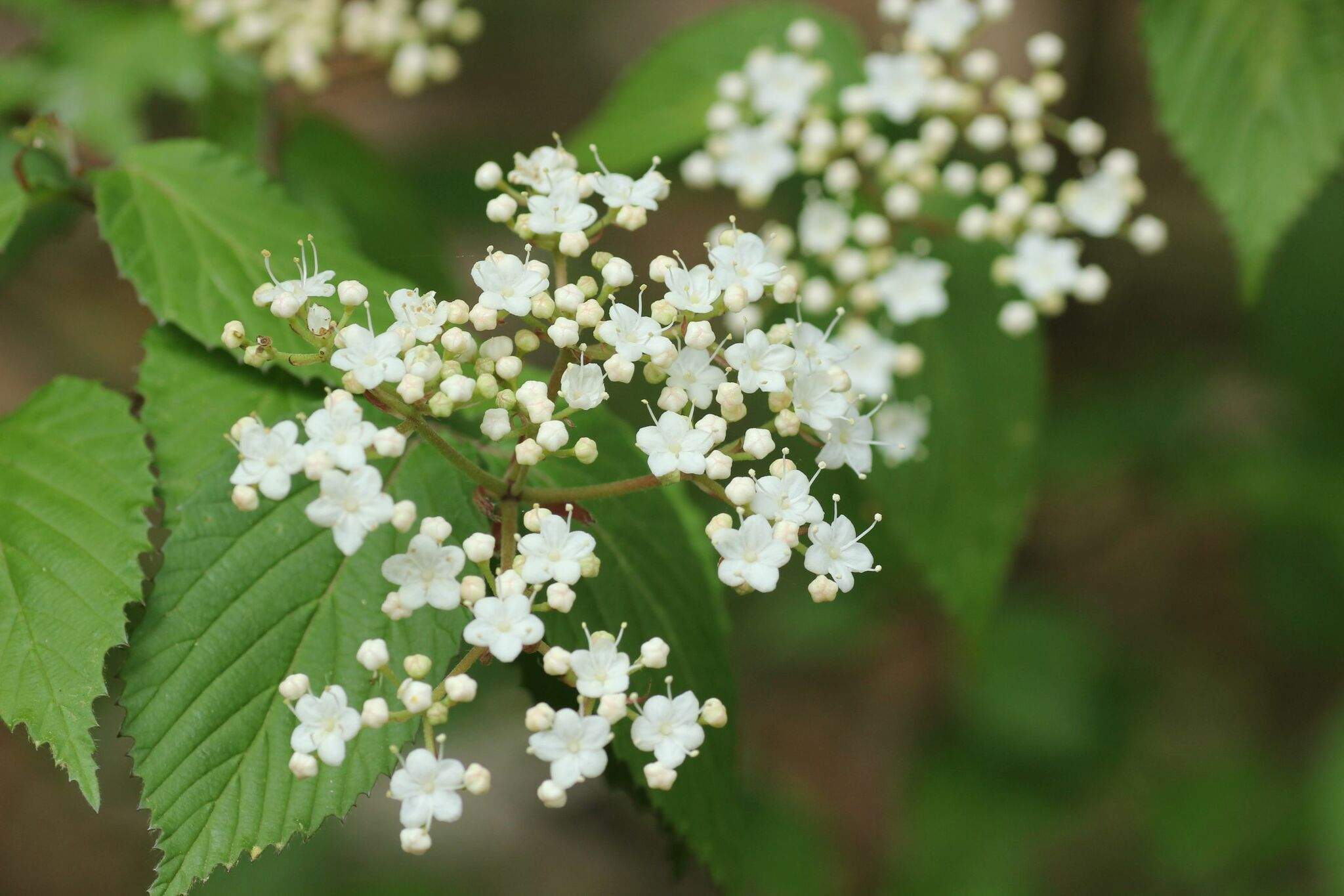 Viburnum erosum