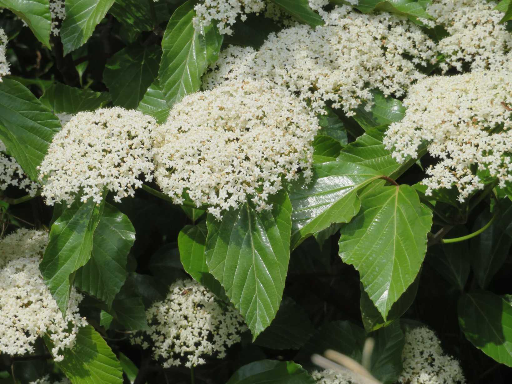 Viburnum japonicum