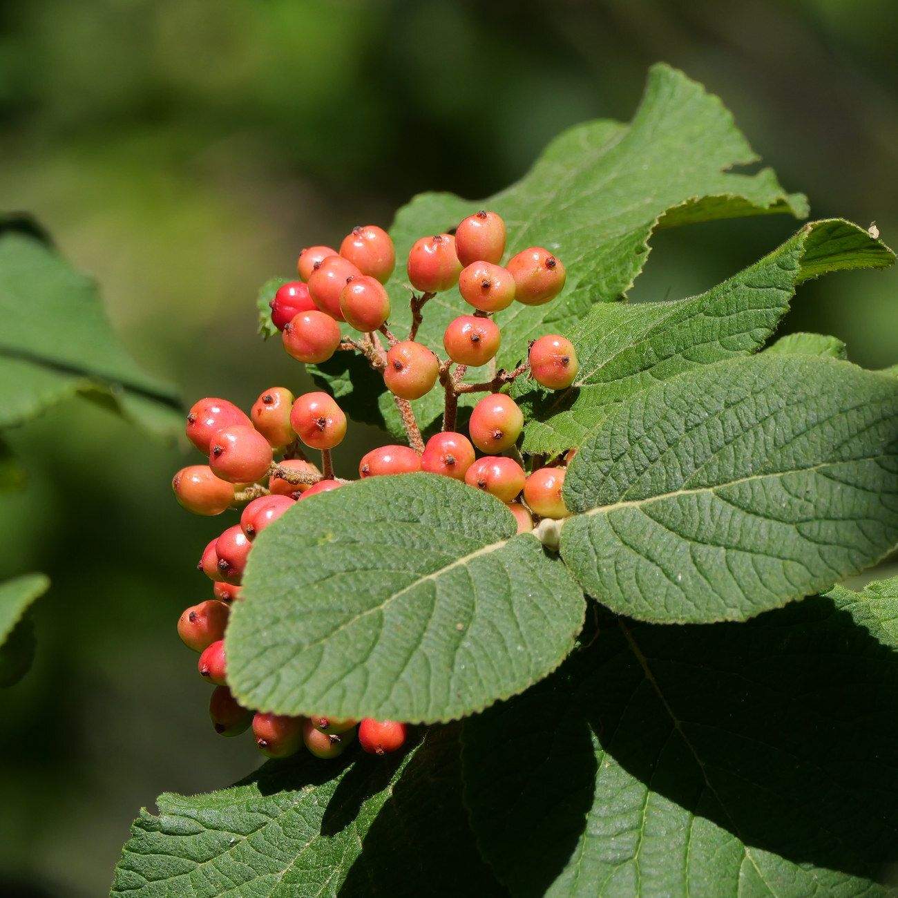 Viburnum lantana
