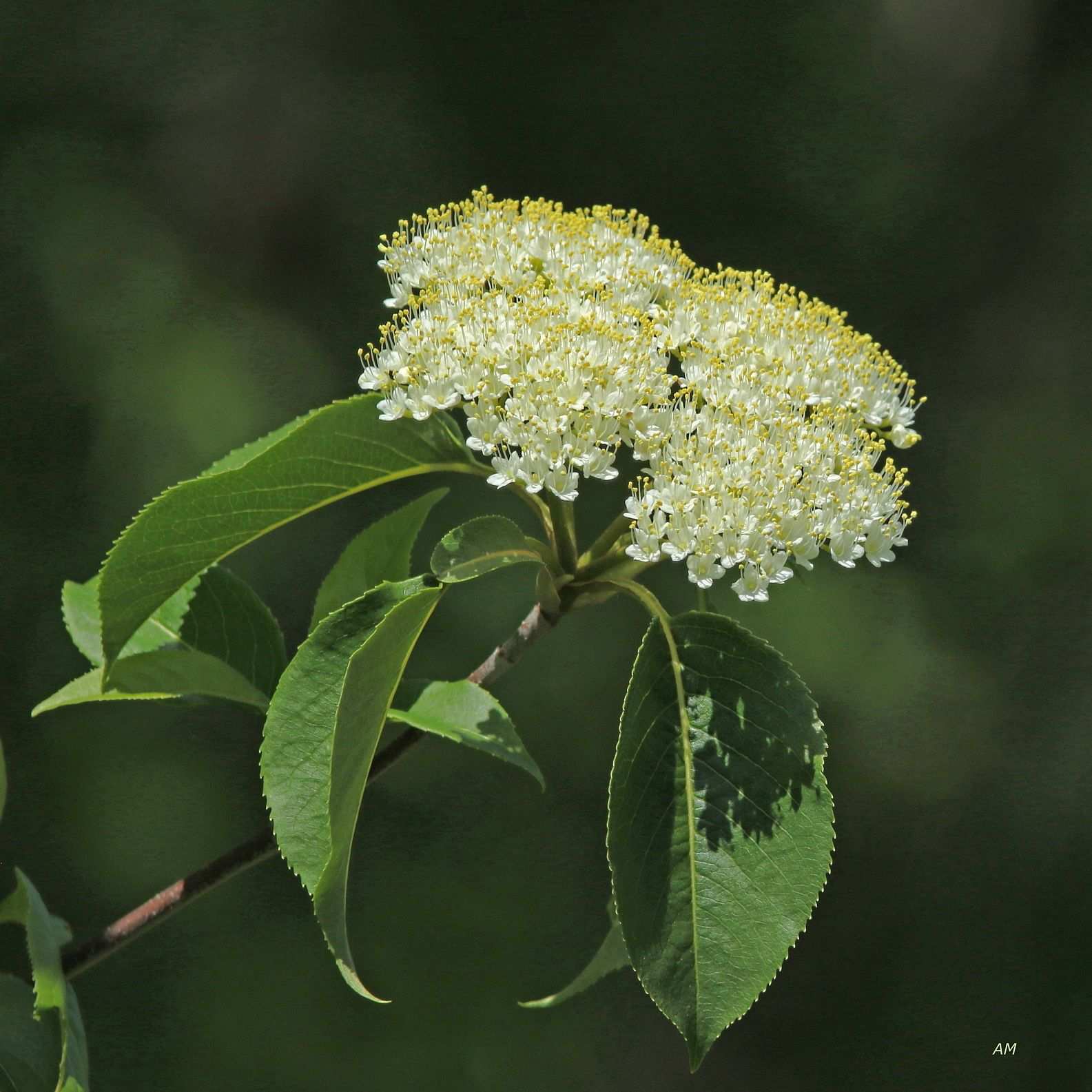 Viburnum lentago