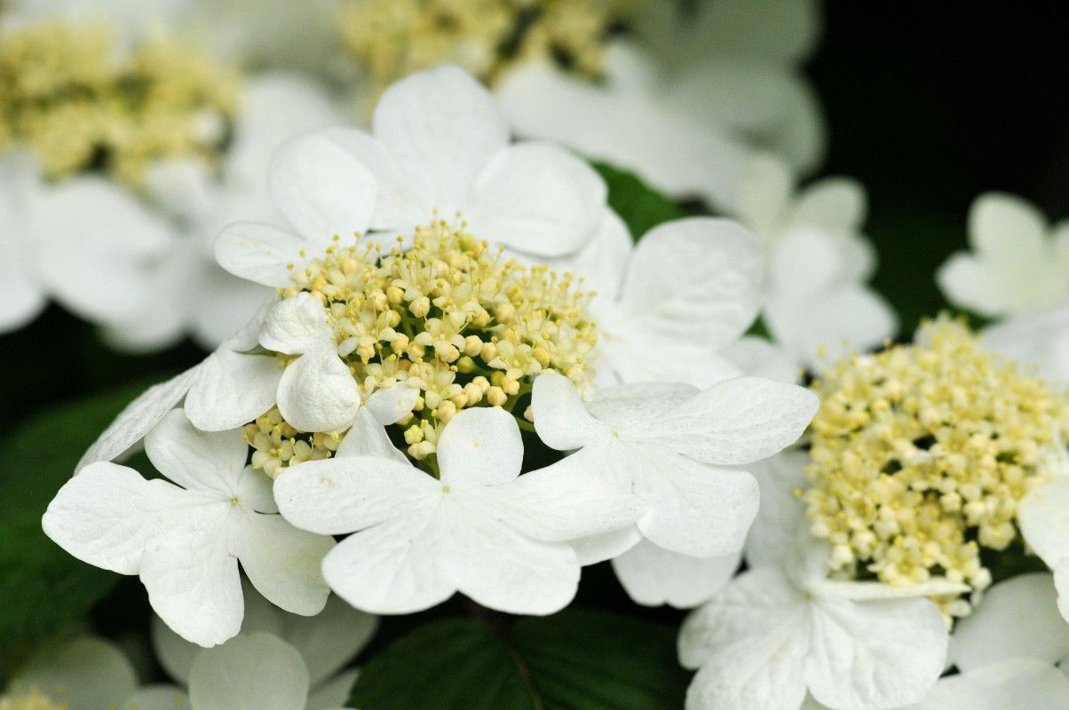 Viburnum plicatum