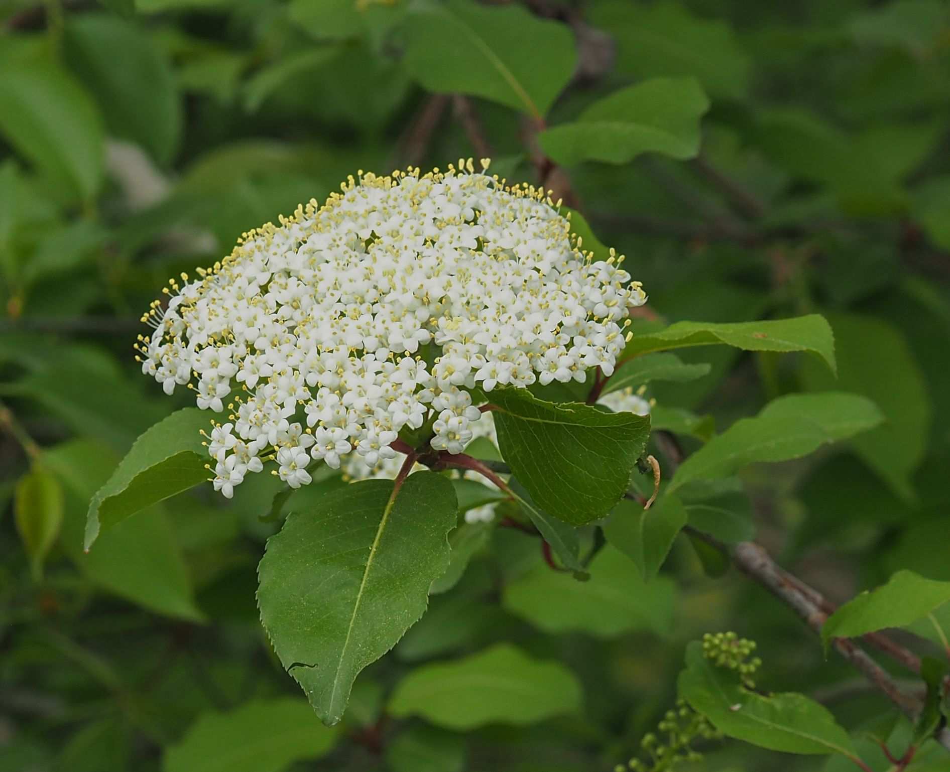 Viburnum prunifolium