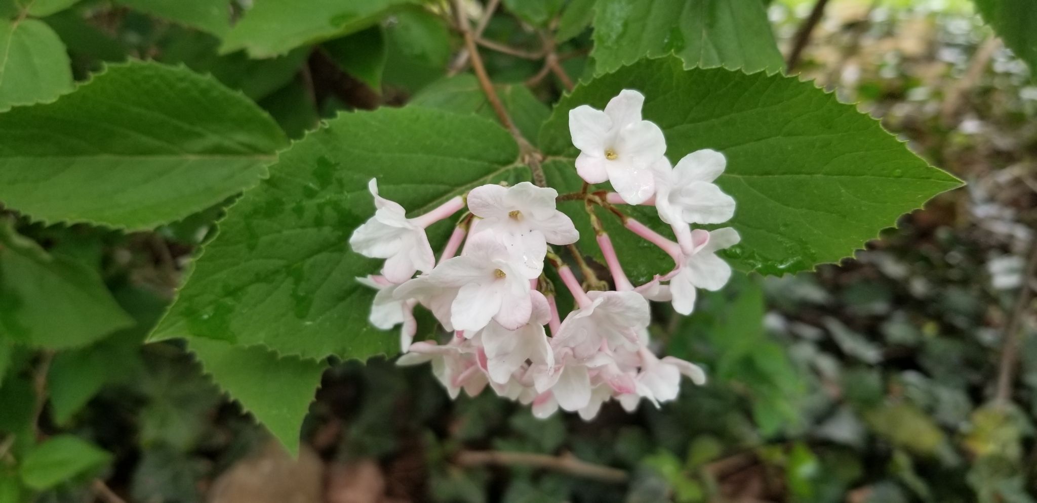 Viburnum sp.