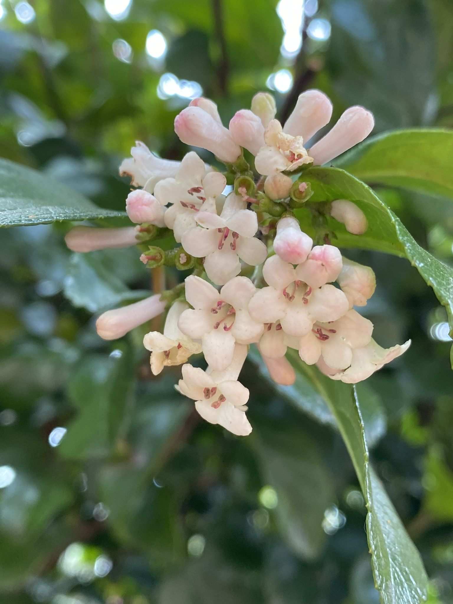 Viburnum suspensum
