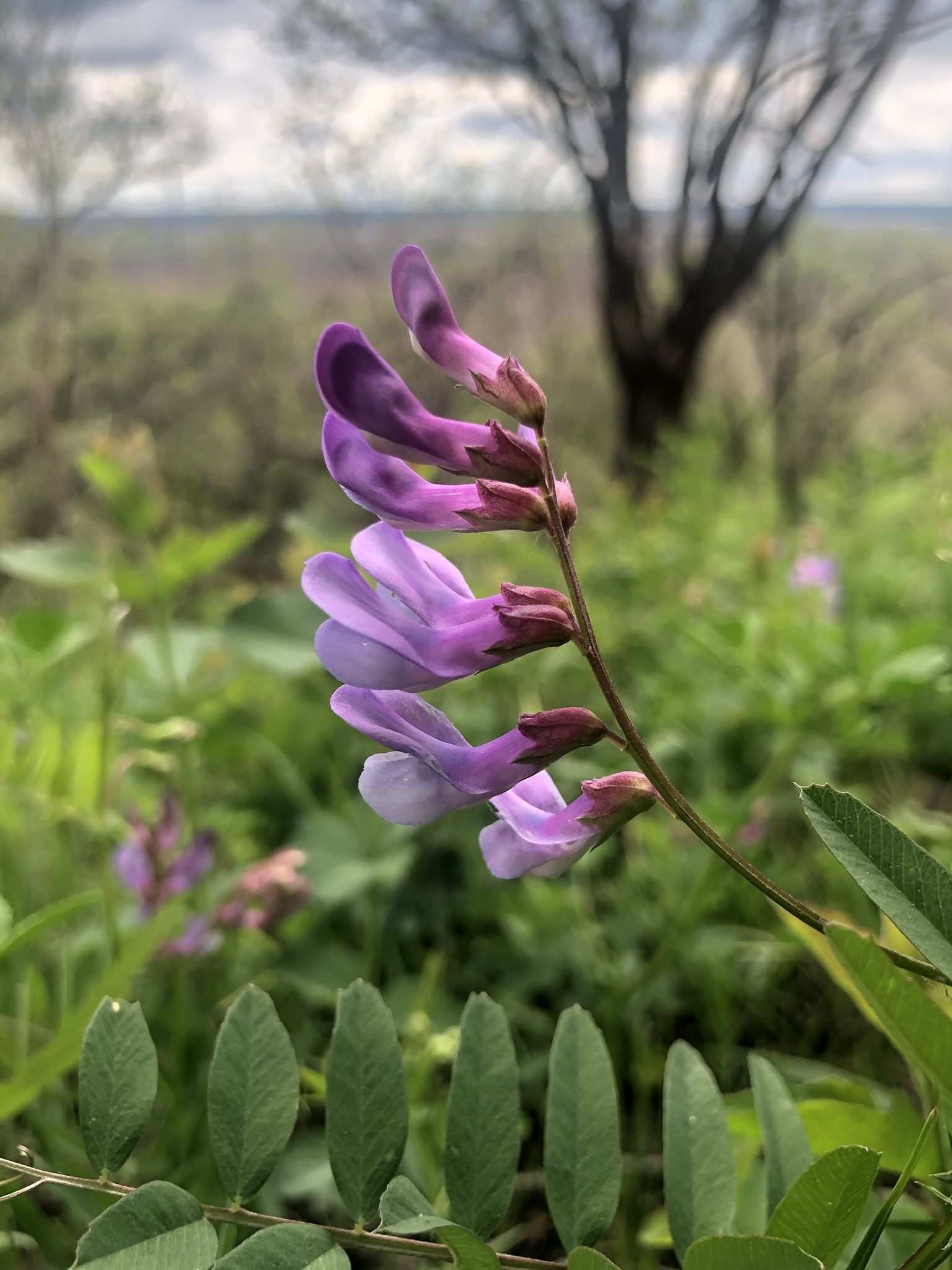 Vicia americana