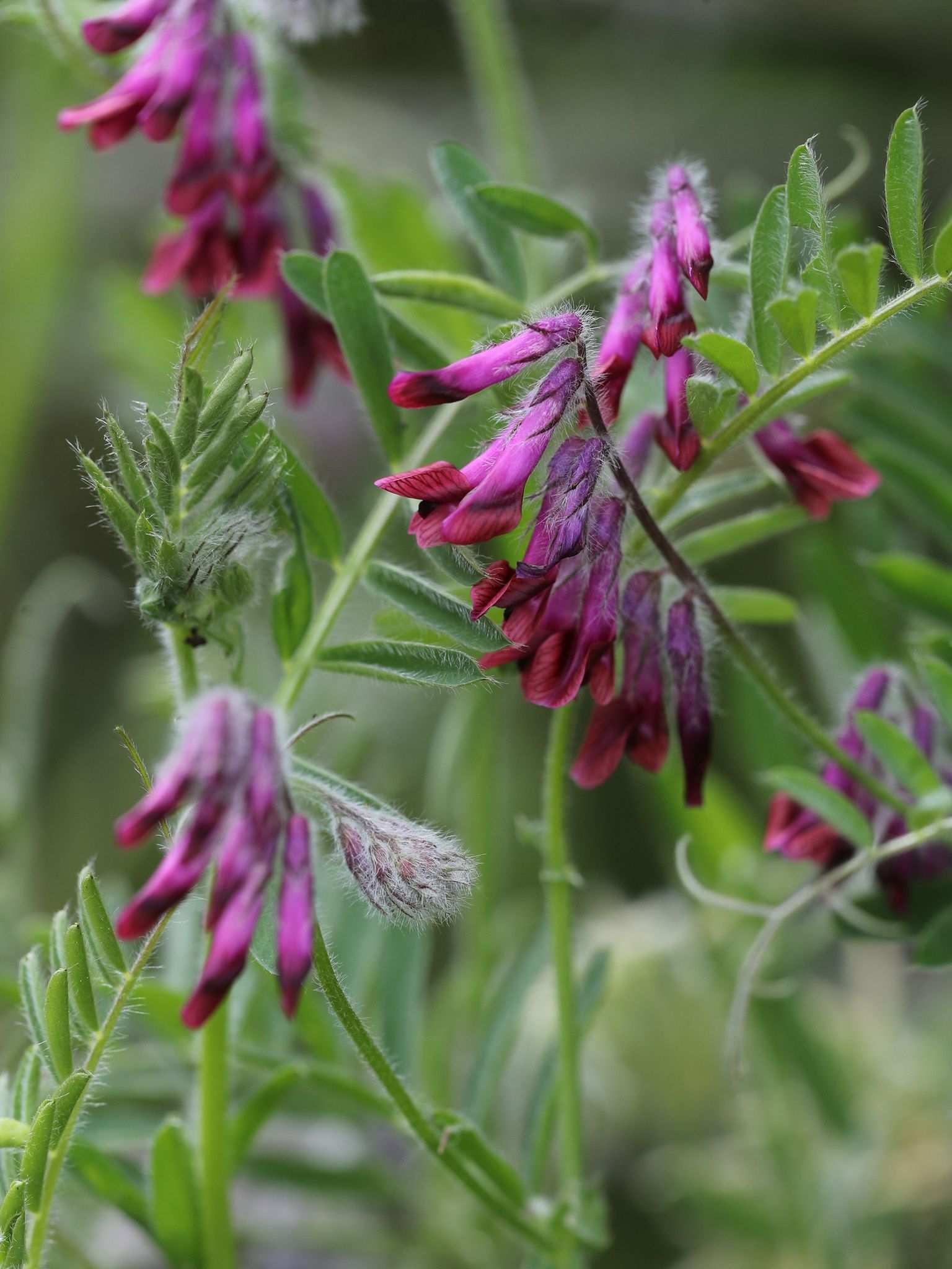 Vicia benghalensis