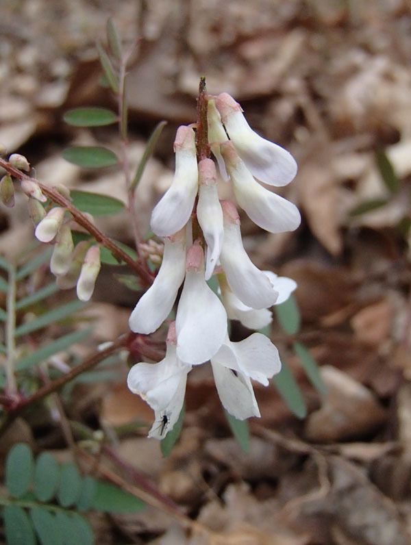 Vicia caroliniana