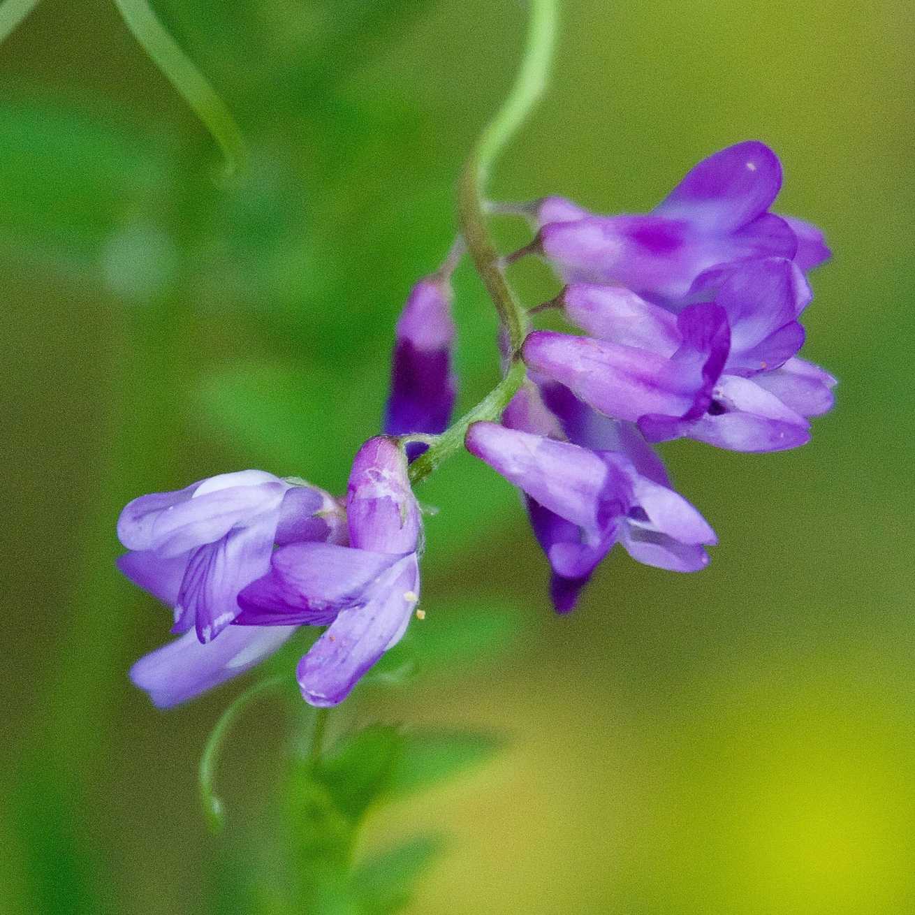 Vicia cracca