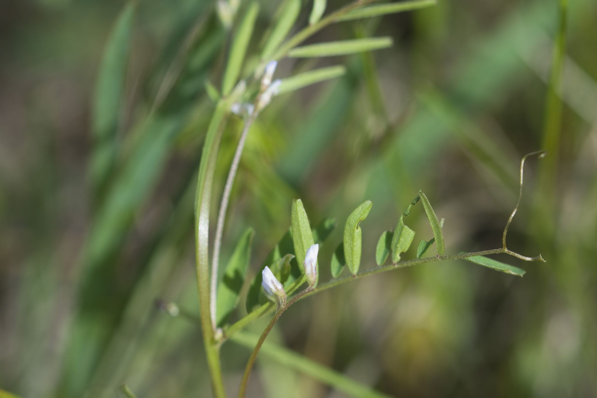 Vicia hirsuta