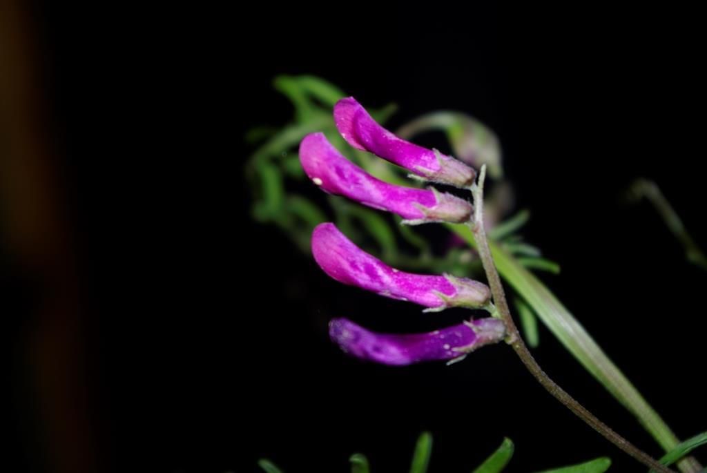 Vicia monantha