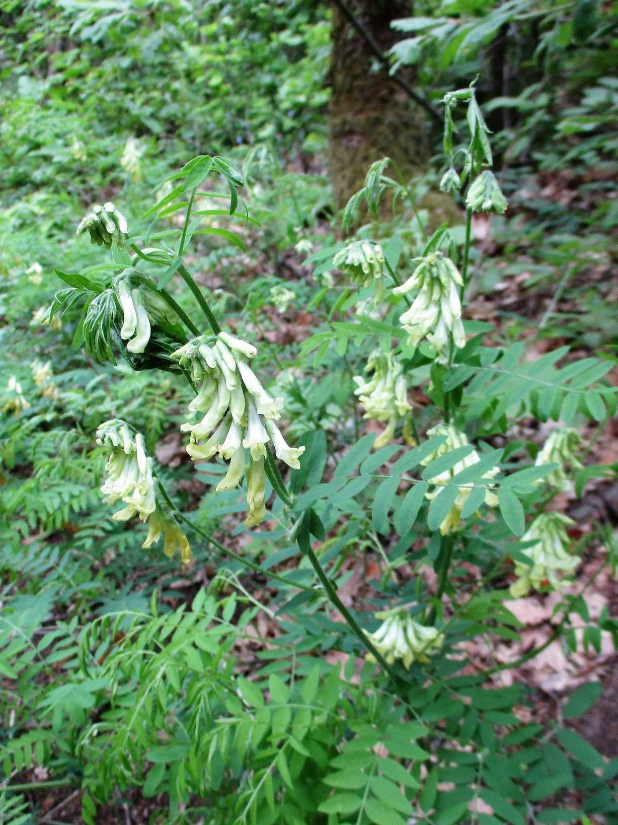 Vicia sp.