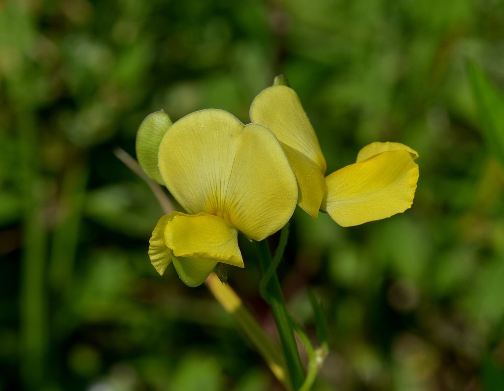 Vigna