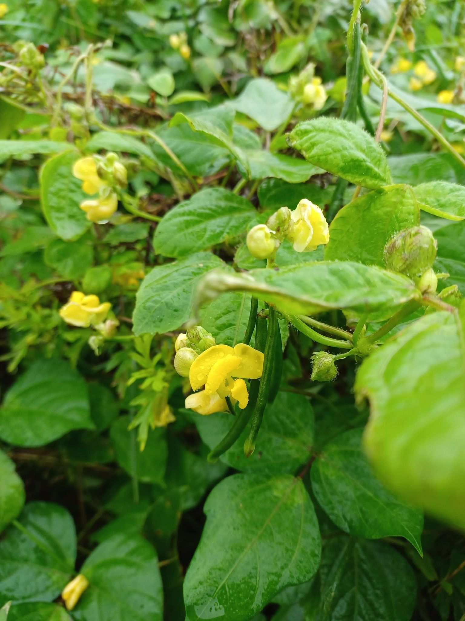 Vigna angularis